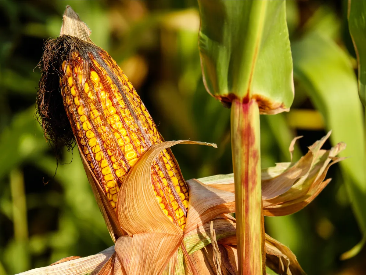 Sustainable Farming Practices: How We Grow for the Future