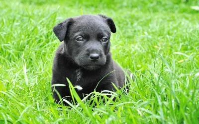 Curabitur ac tristique nibh, at laoreet leo  tristique